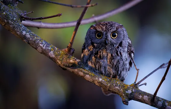 Picture owl, bird, branch, Western Small - eared Owl