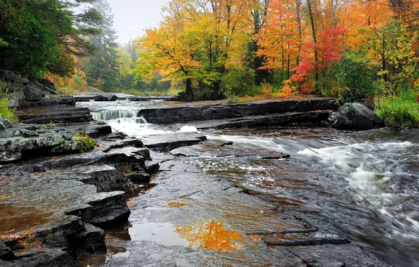 Autumn, forest, trees, stream, stones, for, USA, Alberta
