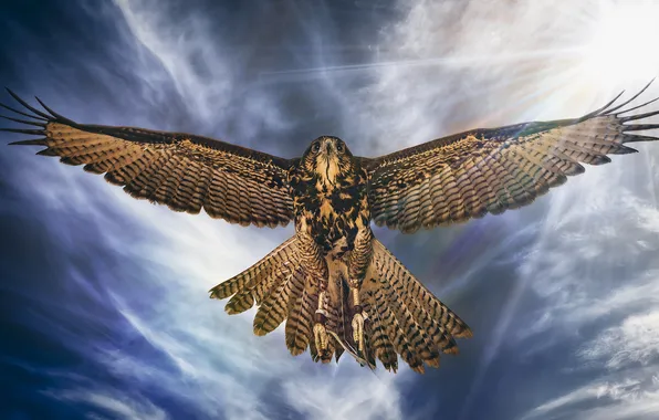 Flight, bird, wings, hawk