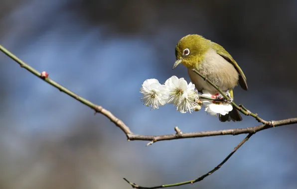Flowers, branches, nature, bird, spring, white, bird, flowering