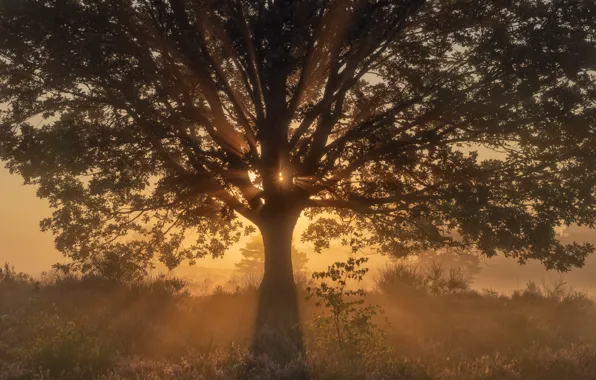 The sun, rays, light, sunset, fog, tree, dawn, branch