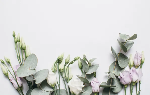 Background, Flowers, Eustoma