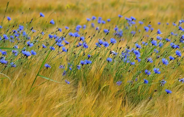 Blue, ears, wildflowers