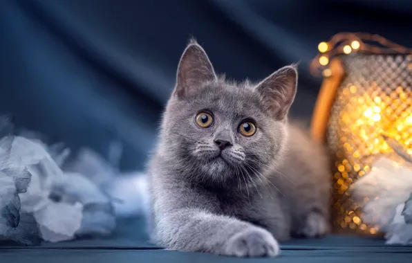 Cat, look, pose, kitty, grey, fabric, lies, bag