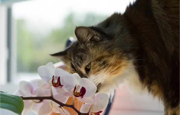 Picture cat, cat, flowers, Orchid