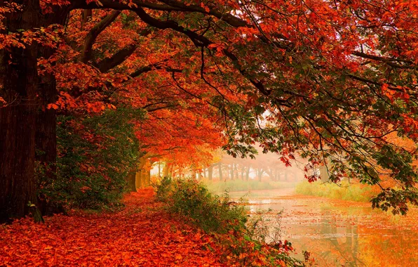 Autumn, forest, leaves, water, trees, nature, river, hdr