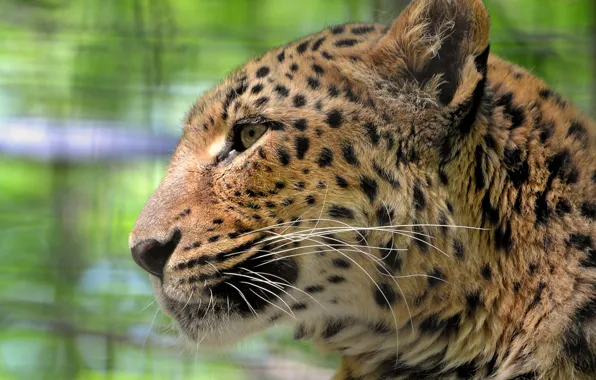 Mustache, look, face, leopard, leopard, sad, a large spotted cat, panthera pardus