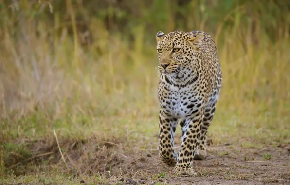 Grass, look, face, leopard, walk