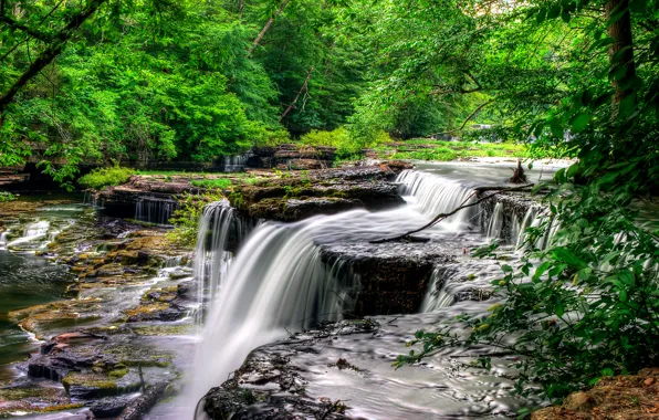 Wallpaper forest, trees, river, stones, rocks, stream, thresholds for ...