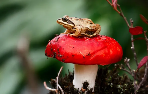 Picture macro, mushroom, frog, Russula