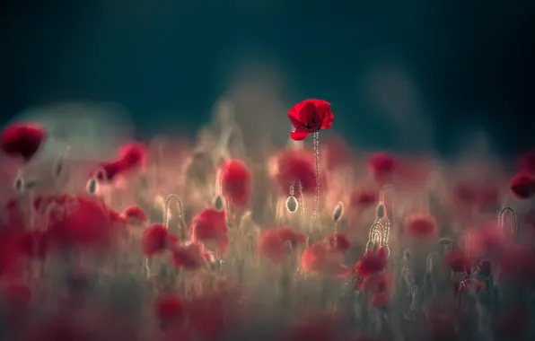 Picture field, summer, light, flowers, red, nature, the dark background, glade