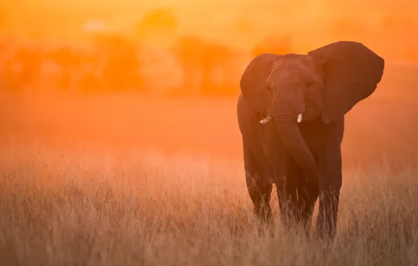 Sunset, elephant, Kenya, Masai Mara