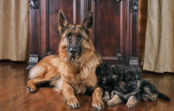 Family, puppies, mom, German shepherd