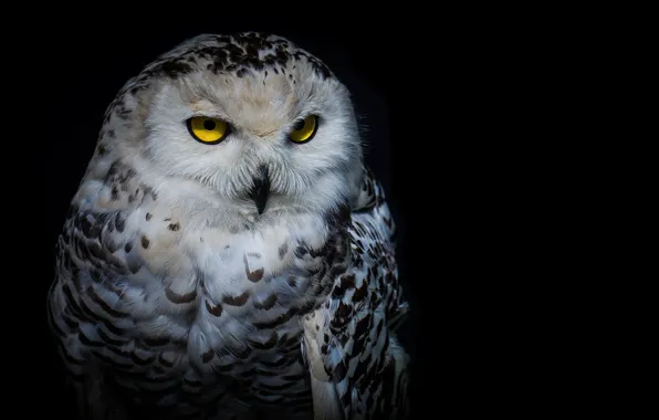 Picture look, night, owl