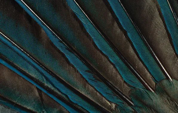 Pen, feathers, peacock, green Wallpaper, peacock feather