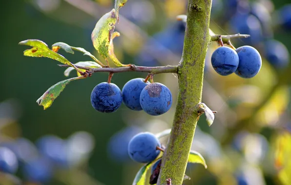 Summer, leaves, branches, blue, nature, berries, background, fruit
