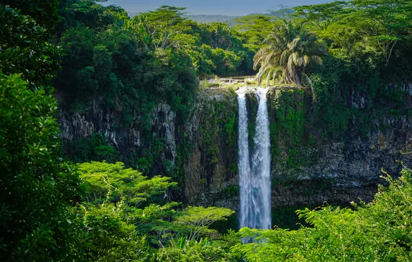 Forest, nature, waterfall, jungle
