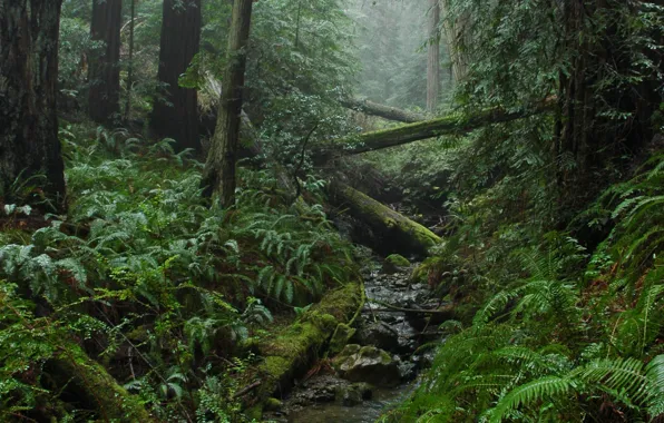 Picture forest, trees, nature, stream