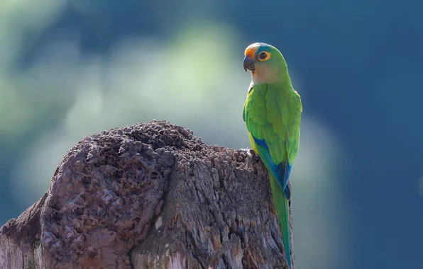 Green, bird, stump, parrot, blue background, parrot, aratinga