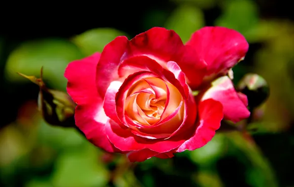 Close-up, bright, roses, petals, buds, bokeh