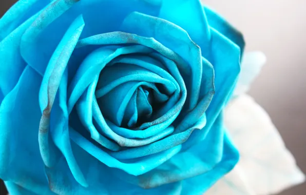 Blue, blue, rose