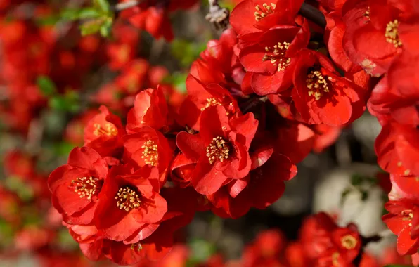 Flowers, branch, spring, red, flowering, a lot, quince
