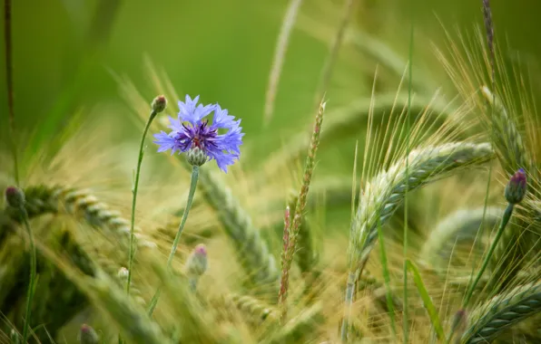 Flowers, ears, cornflowers