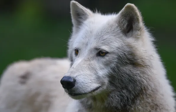 White, face, close-up, background, wolf, portrait, Arctic, polar