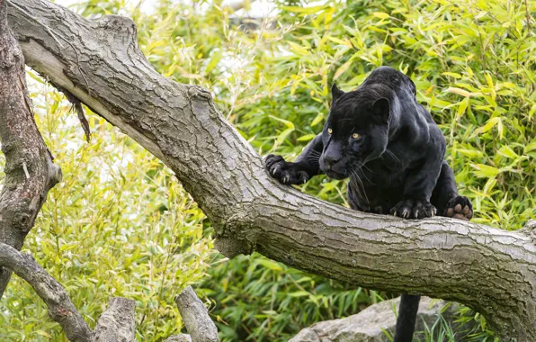 Cat, look, tree, black, Jaguar, ©Tambako The Jaguar