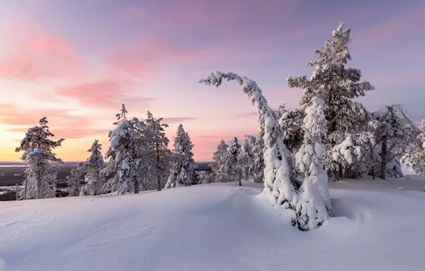 Picture winter, snow, sunset