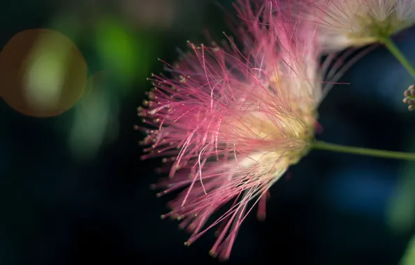 Flower, summer, Greece, acacia