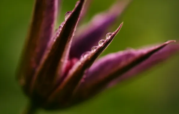 Flower, drops, Rosa, Bud, clematis, dissolved