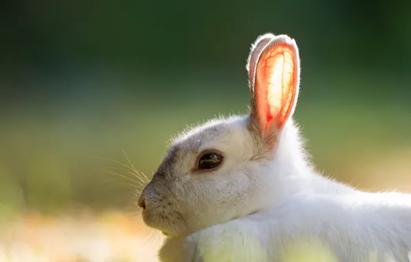 Picture summer, background, rabbit