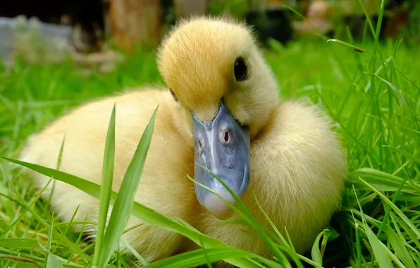 Nature, bird, duck