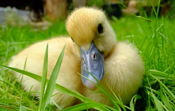 Picture nature, bird, duck