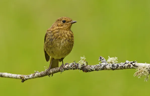 Picture background, bird, moss, branch