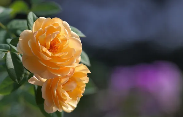 Picture background, roses, yellow