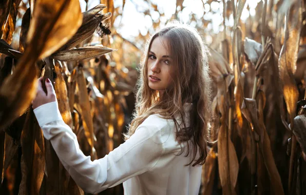 Picture look, girl, corn