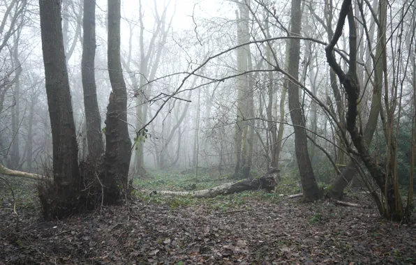 Picture Fog, Autumn, Trees, Forest, Fall, Foliage, Autumn, Fog