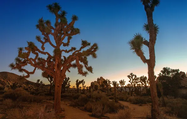 Sand, the sky, grass, sunset, stones, desert, plants, Joshua Tree