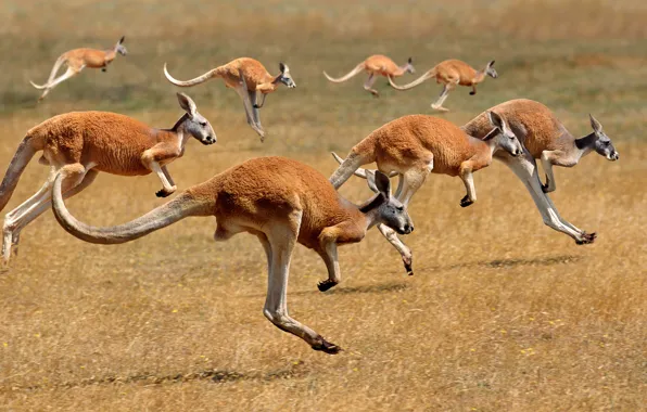 Picture Australia, kangaroo, the herd, mammal
