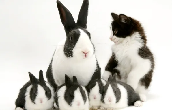 Picture rabbit, black and white, kitty, spotted