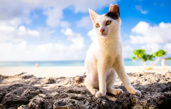 Summer, cat, cute