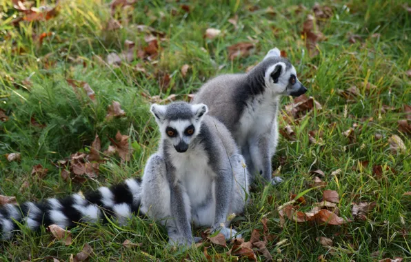 Grass, lemurs, a couple, dry leaves