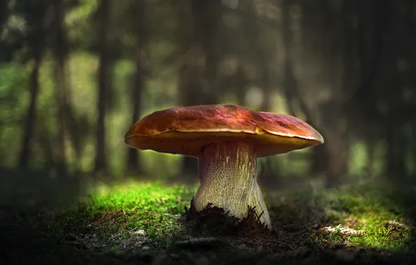 Forest, light, glade, mushroom, moss, large, hat, white mushroom