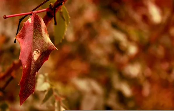 Autumn, macro, red, sheet, blur