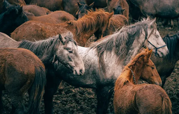 Horse, wildlife, mammals