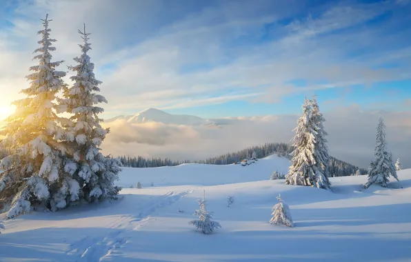 Picture winter, forest, the sky, the sun, clouds, rays, snow, landscape