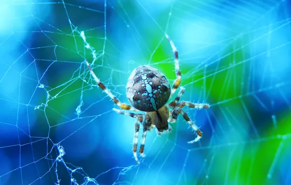 Macro, web, spider, blue background, bokeh