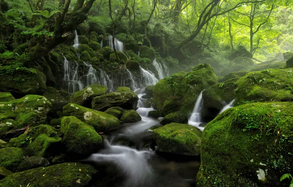 Picture forest, trees, nature, fog, river, stream, stones, waterfall